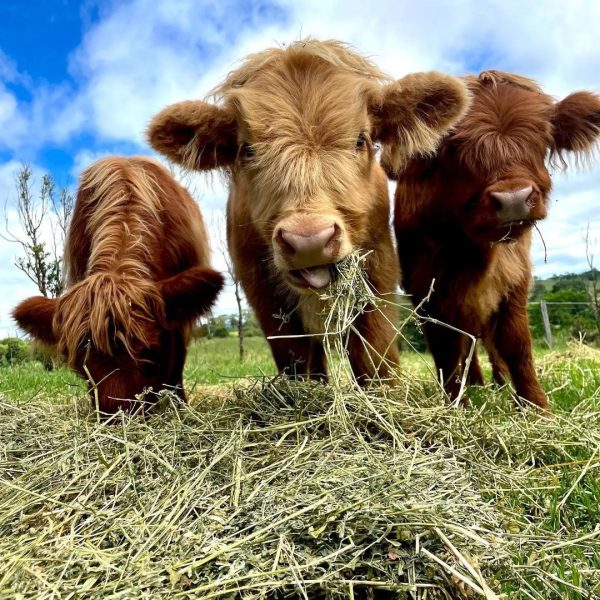 125a8542d51a48139f37f529b5b62618