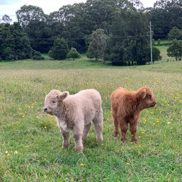 mini highland cow​