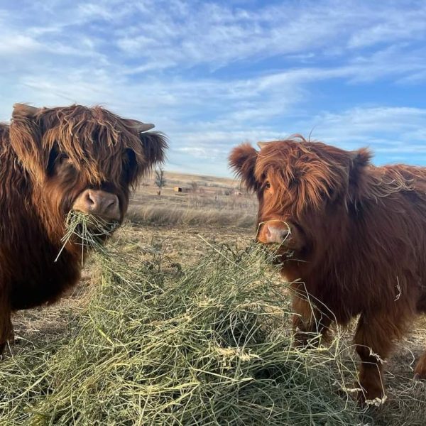 Micro miniature cows for sale