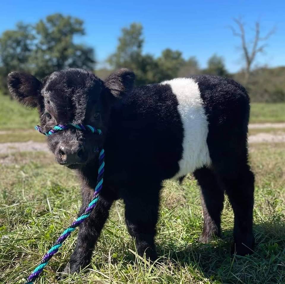 miniature cows for sale