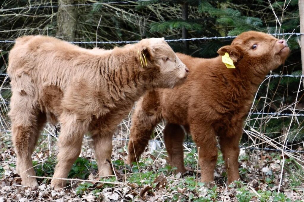 Mini highland cow for sale