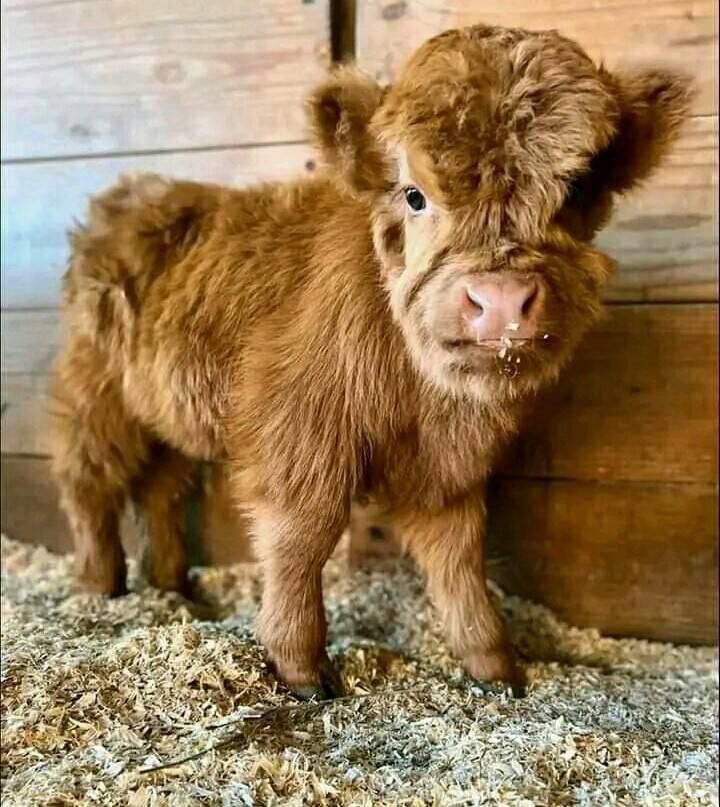 Mini Highland Heifer for Sale