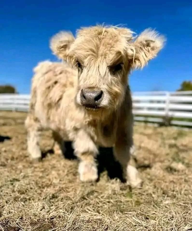 Mini Highland cow for sale | Mini Cows Ranch