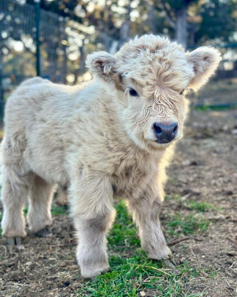 Mini cows for sale USA