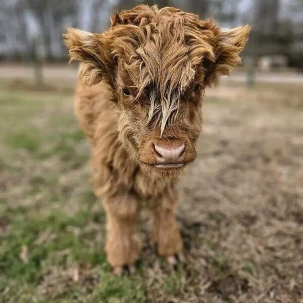 Mini Highland Bull Calf